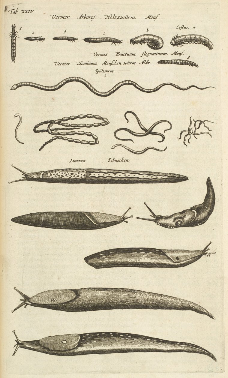 Tab XXIV, sniglar och maskar, illustration från "Fyrfotingarnas naturhistoria" av Mattaus the Younger Merian