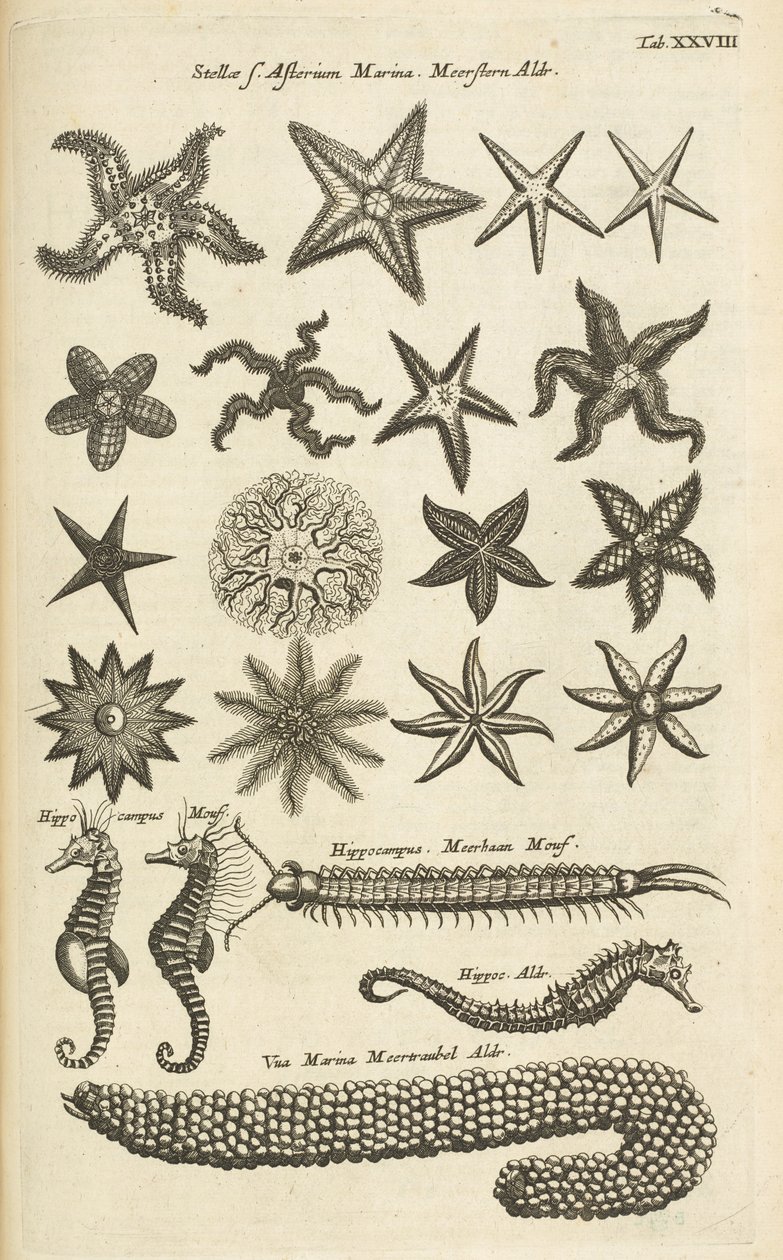 Tab XXVIII, Sjöstjärnor och sjöhästar, Illustration från av Mattaus the Younger Merian