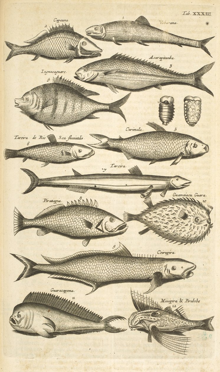 Flik. 33, Taggig fisk, Illustration från "Fyrfotingars naturhistoria" av Mattaus the Younger Merian