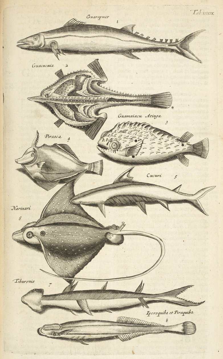 Tab XXXIX, Fiskarter, Illustration från "Fyrfotingars naturhistoria" av Mattaus the Younger Merian
