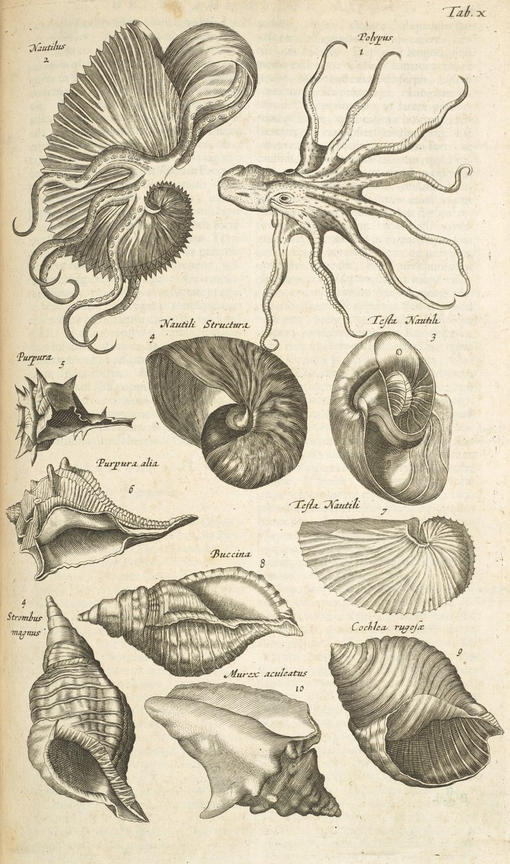 Tab X, bläckfisk- och Nautilus-skal, Illustration från 