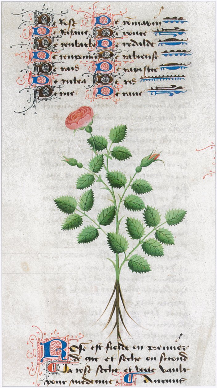  av Matthaeus Platearius