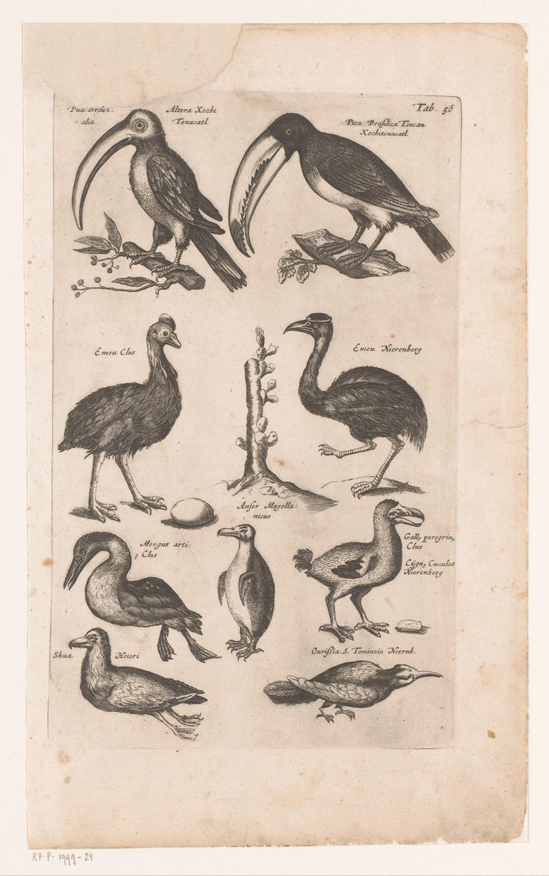 Toekans och andra vogels Fåglarnas naturhistoria, bok 6 J. Jonston (serietitel) av Matthaus Merian