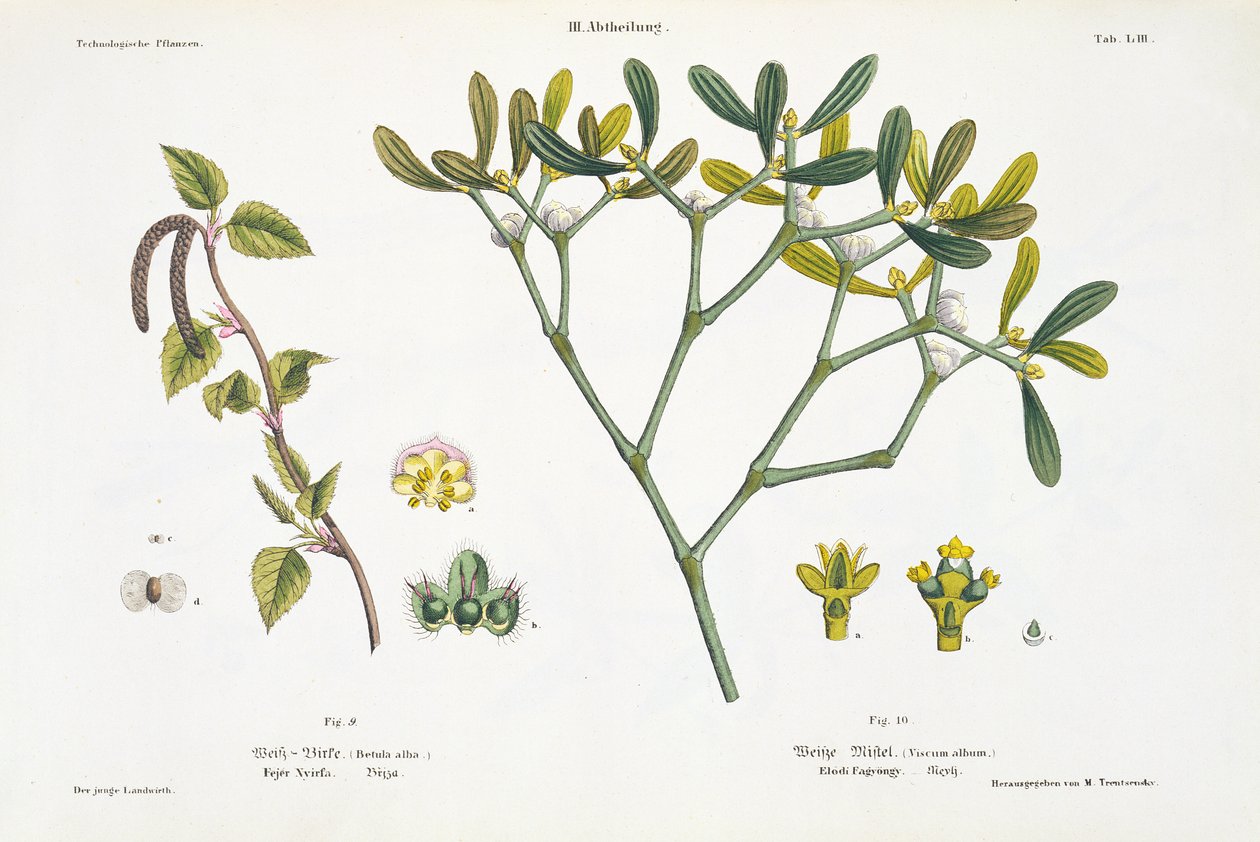 Björk (vänster) och mistel (höger), fig. 9 och 10 från 