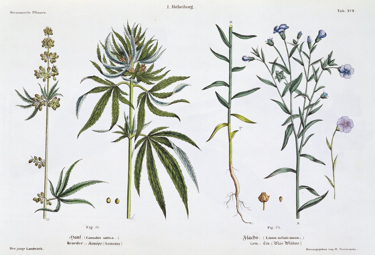 Cannabis och lin, från "The Young Landsman", publicerad Wien, 1845 (handfärgad litho) av Matthias Trentsensky