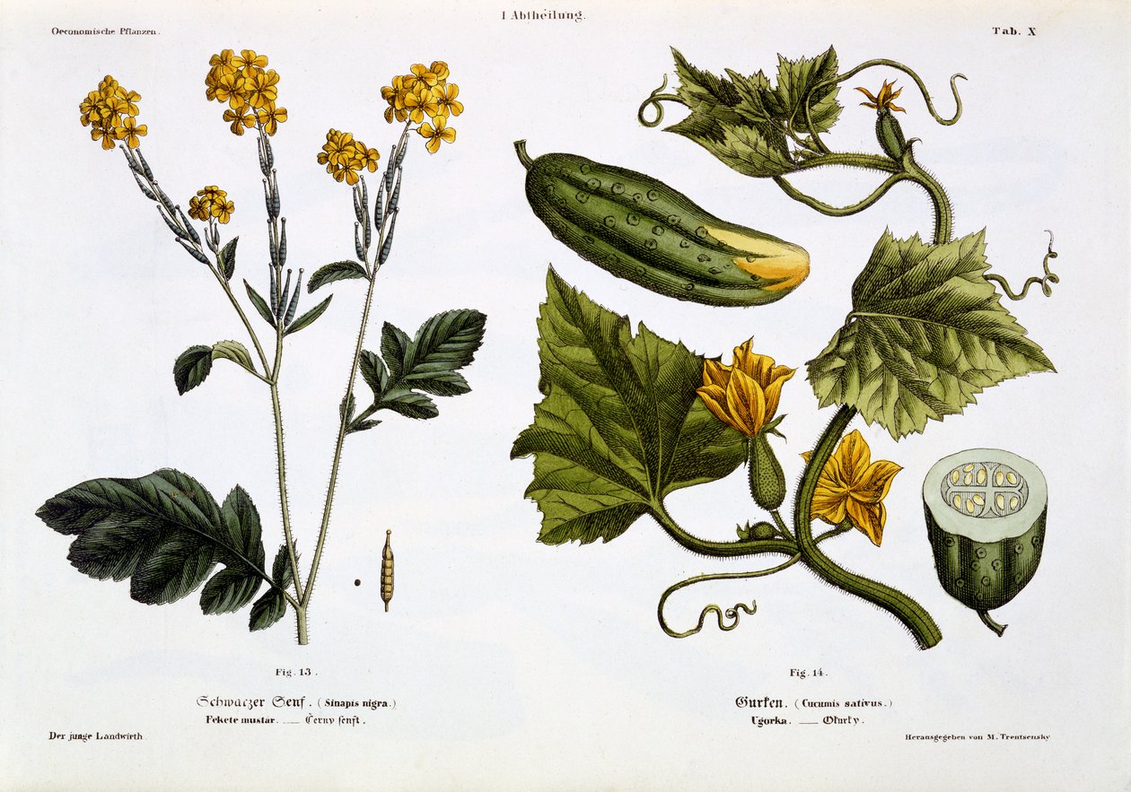 Sinapis nigra (fig 13), Cucumis Sativus (fig 14), från 