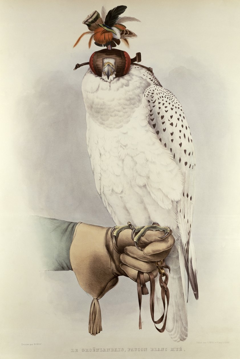 Le Groenlandais, Faucon Blanc Mue, från Traite de Fauconnerie av H. Schlegel & A.H. Verster de Wulverhorst, 1844-53 av Mattias Wolf
