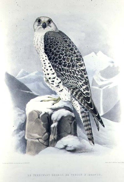 Isländsk falk, från 