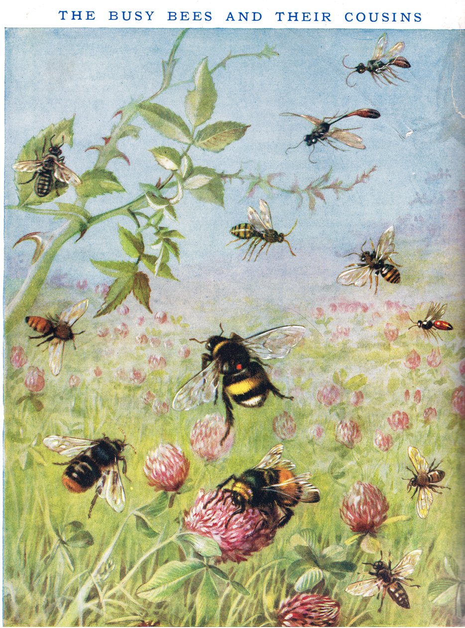 The Busy Bees och deras kusiner av Maud Scrivener