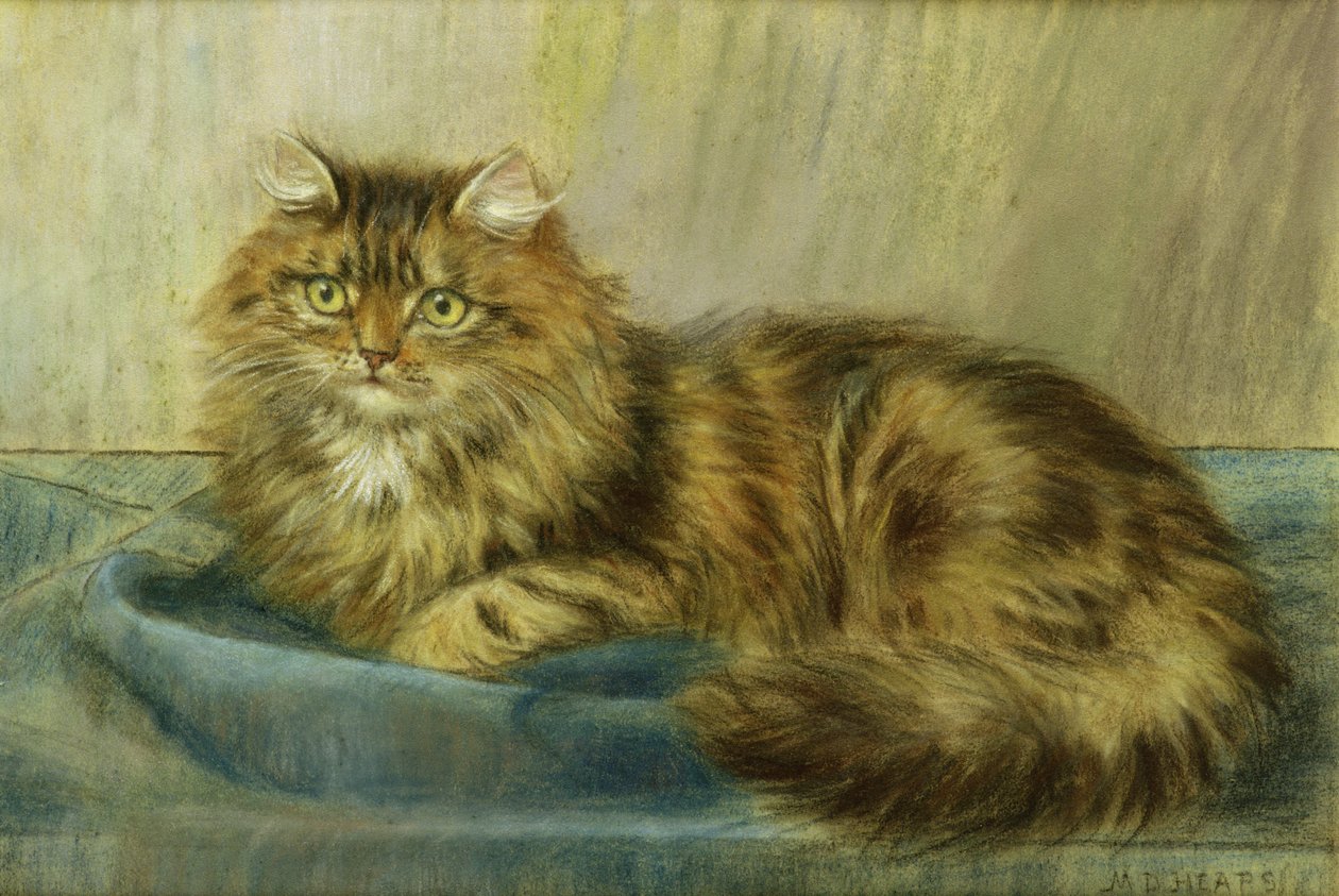 Persisk katt pastell av Maud D. Heaps