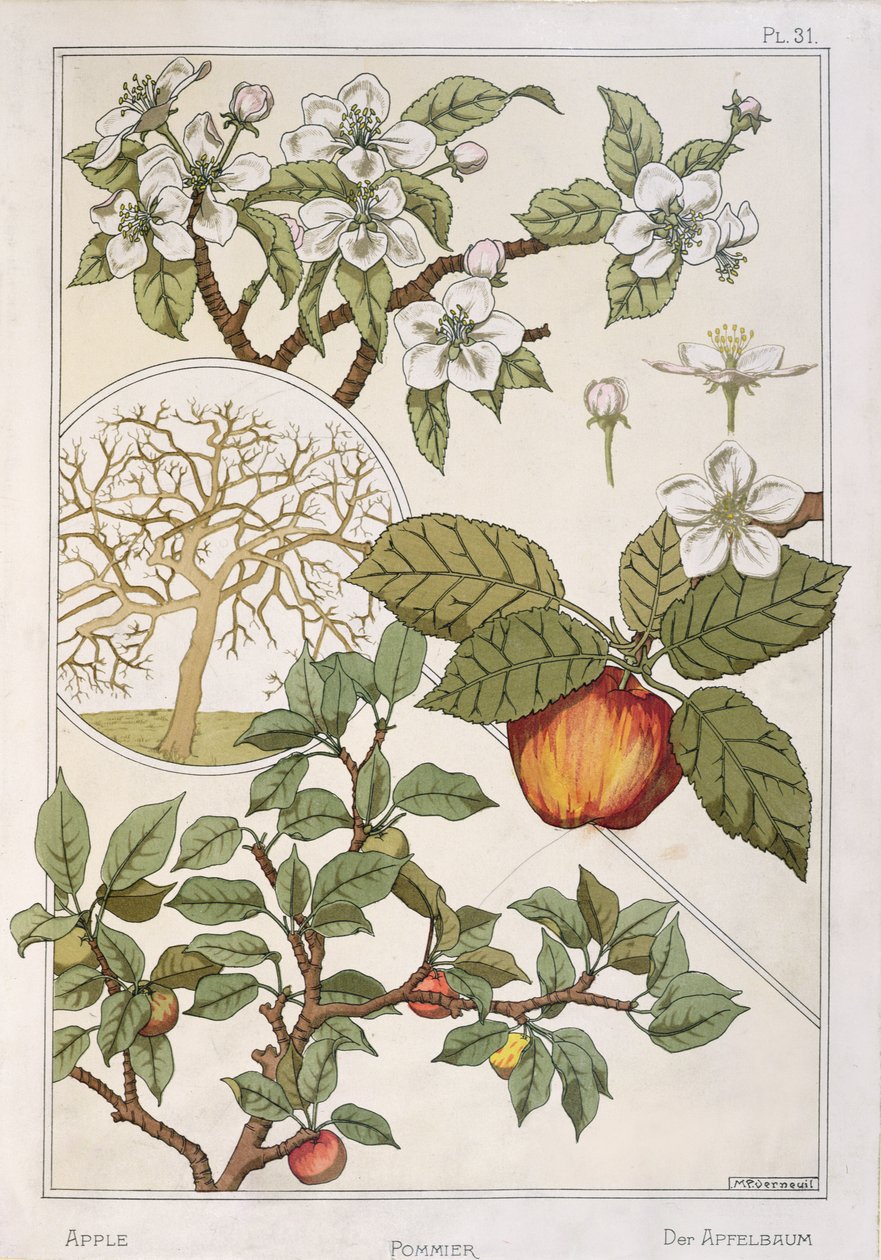 Äppelträd, frukter och blommor, från 