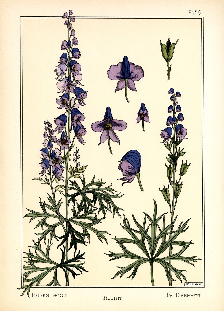 The Aconite (färg litho) av Maurice Pillard Verneuil