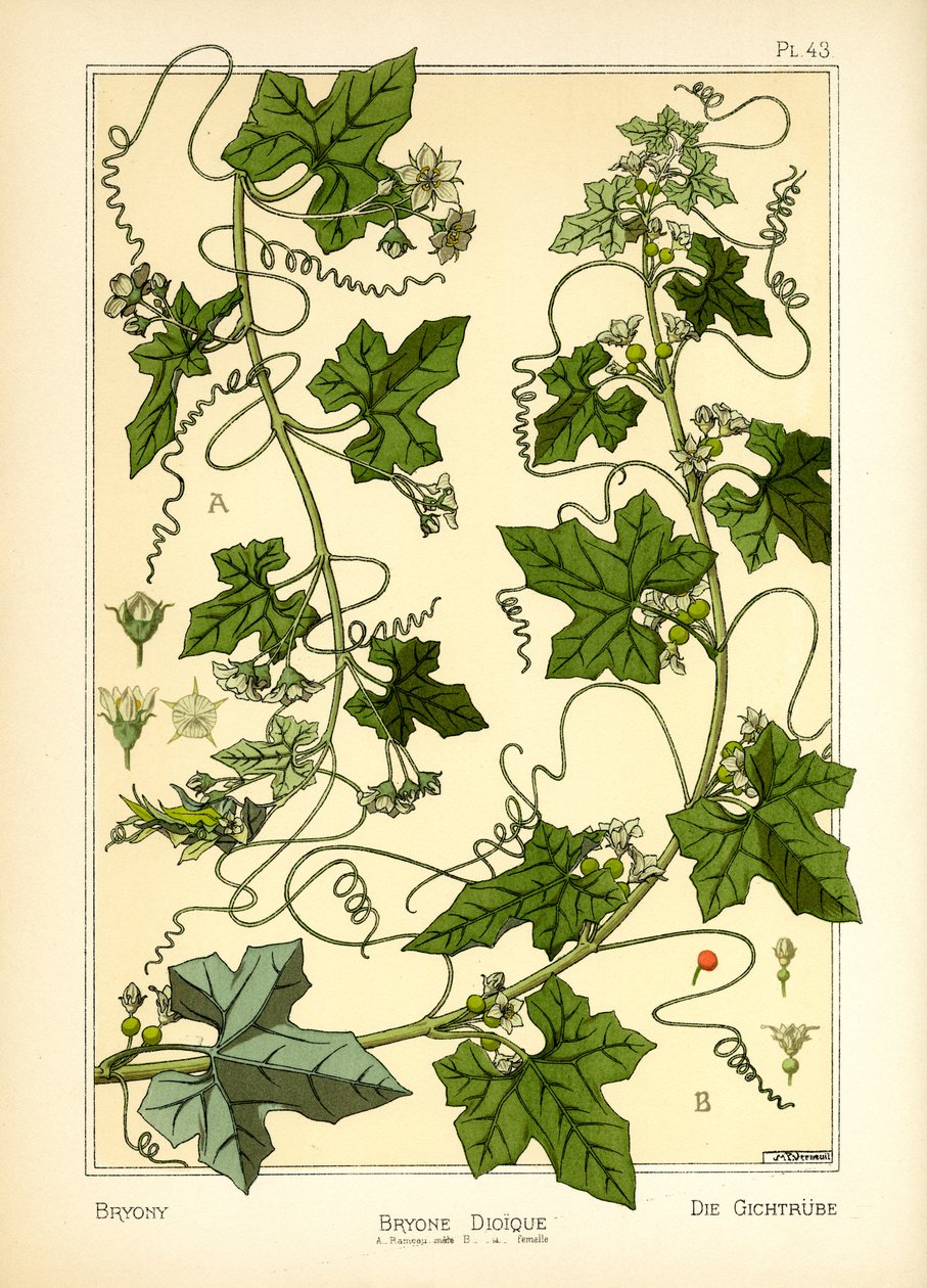The Bryony (färg litho) av Maurice Pillard Verneuil