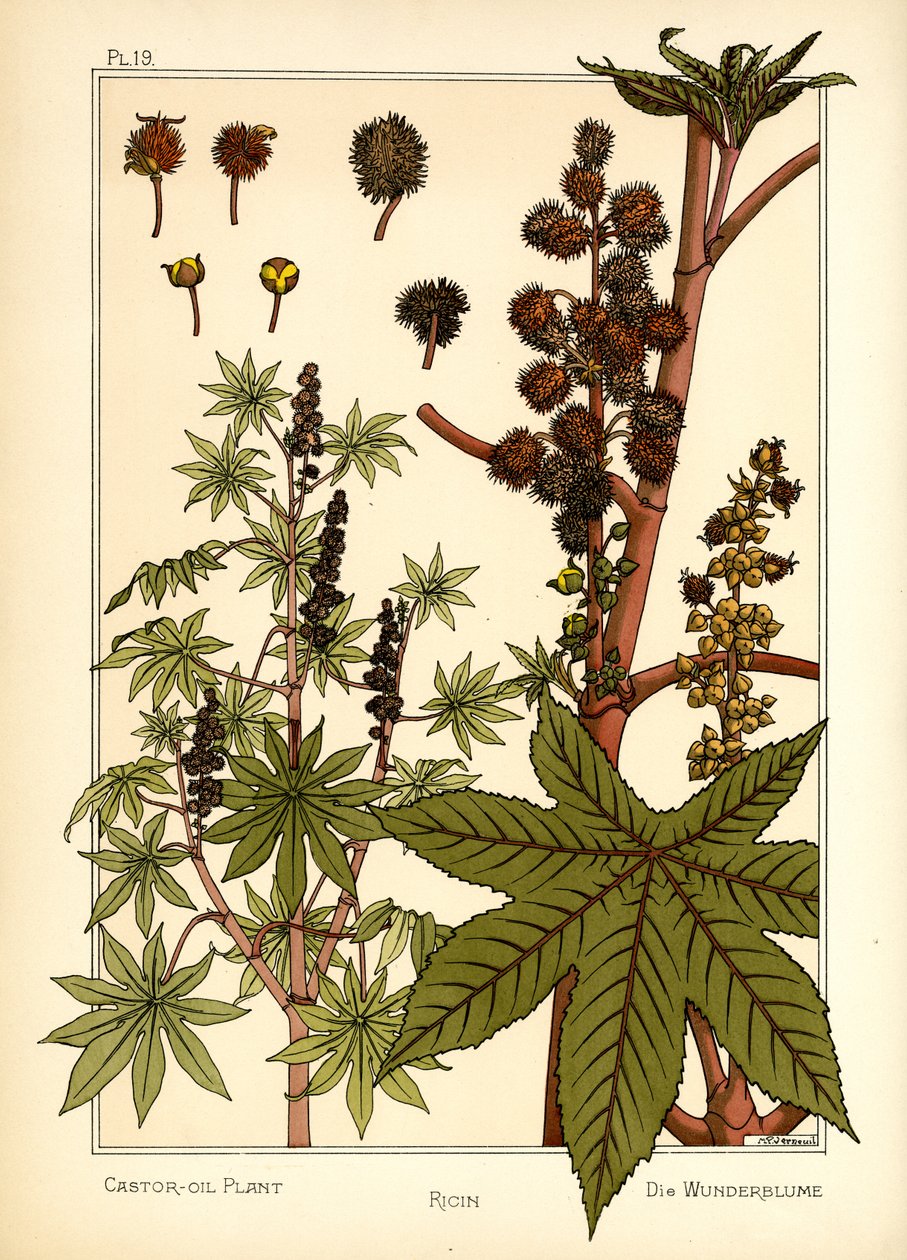 Ricinoljeväxten (färg litho) av Maurice Pillard Verneuil