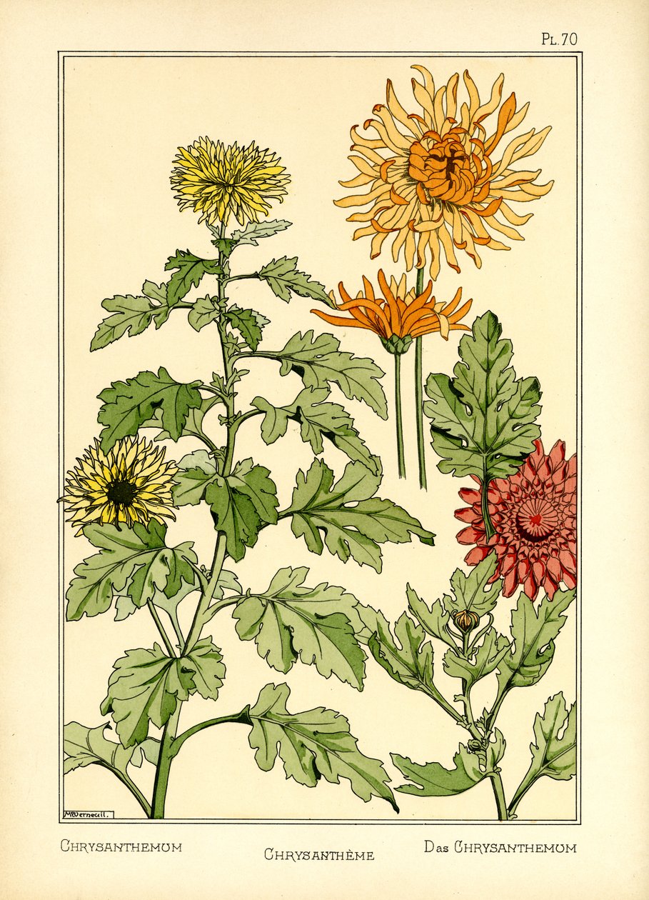 Krysantemum (färg litho) av Maurice Pillard Verneuil