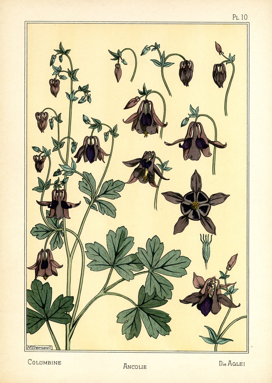 The Columbine (färg litho) av Maurice Pillard Verneuil