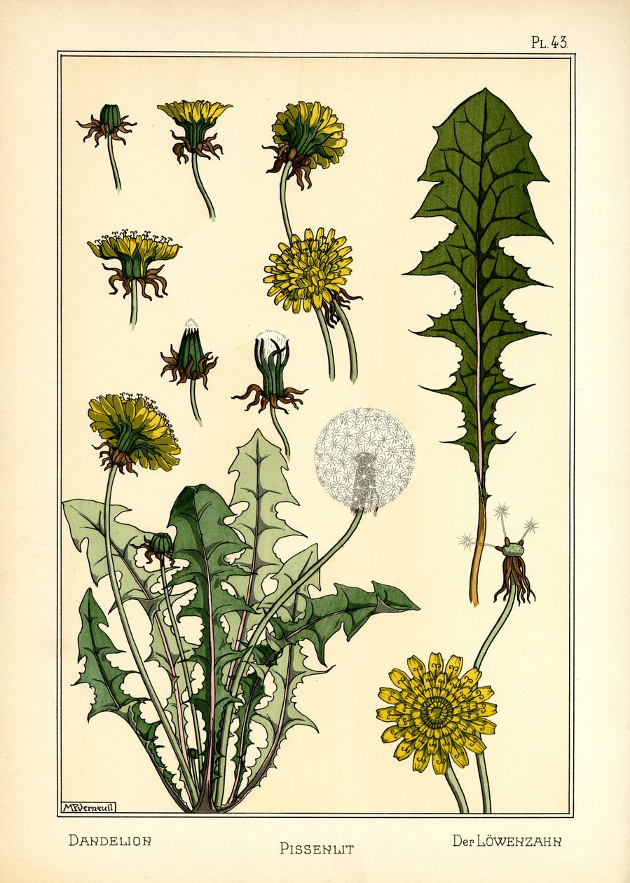 Maskrosen (färg litho) av Maurice Pillard Verneuil