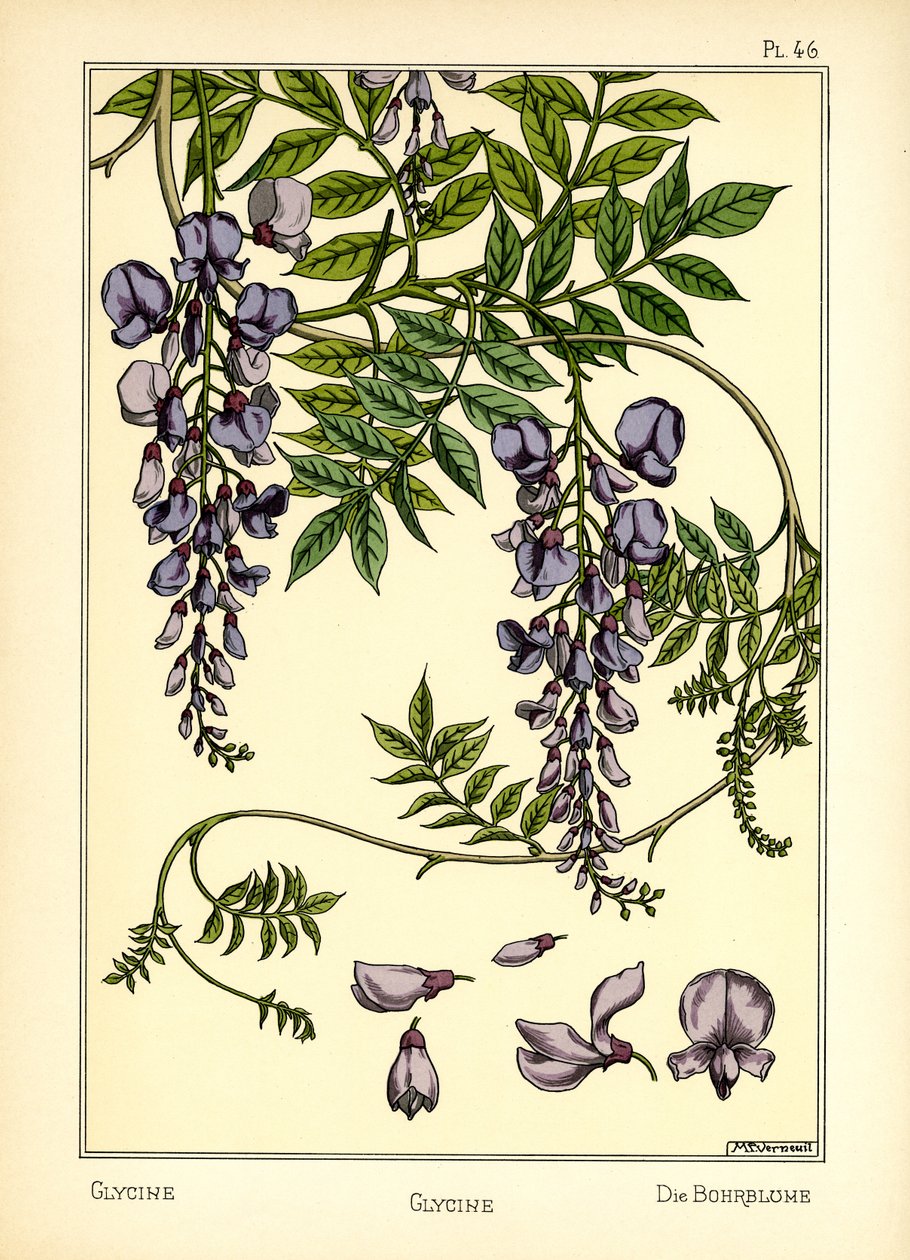 Glycinet (färg litho) av Maurice Pillard Verneuil