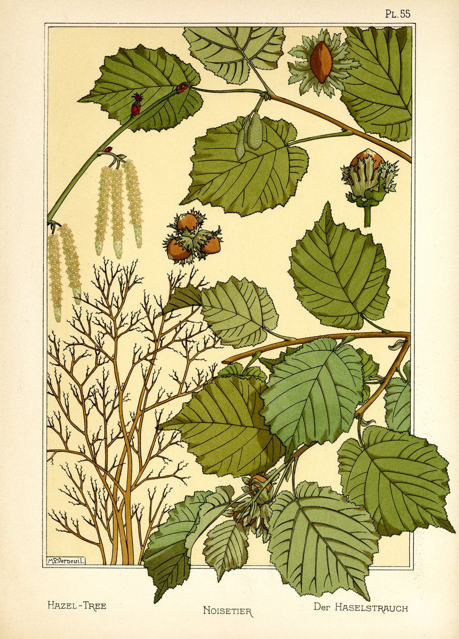 Hasselträdet (färg litho) av Maurice Pillard Verneuil