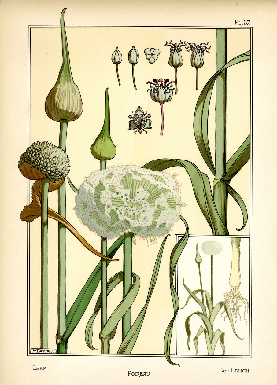 Purjolöken (färg litho) av Maurice Pillard Verneuil