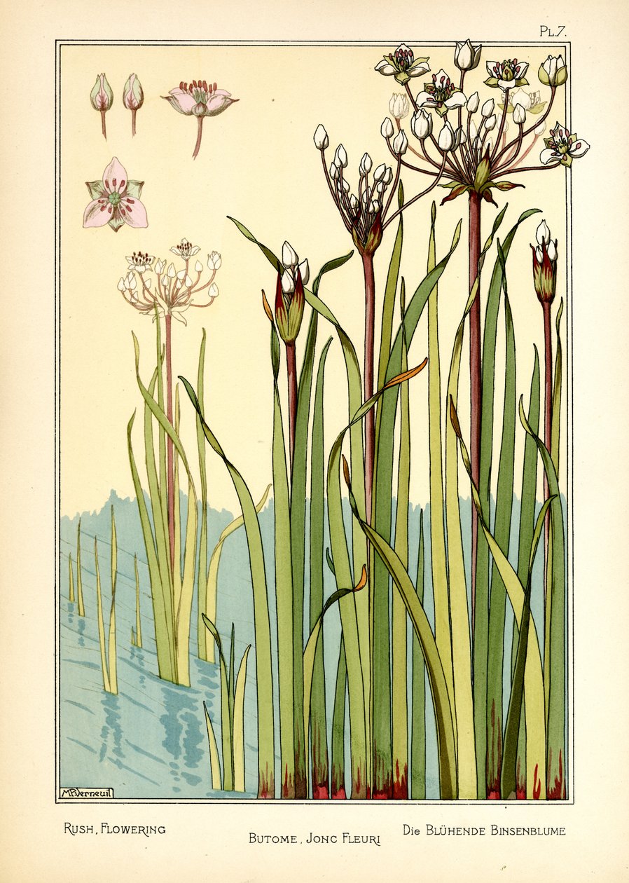 The Rush Flowering (färg litho) av Maurice Pillard Verneuil