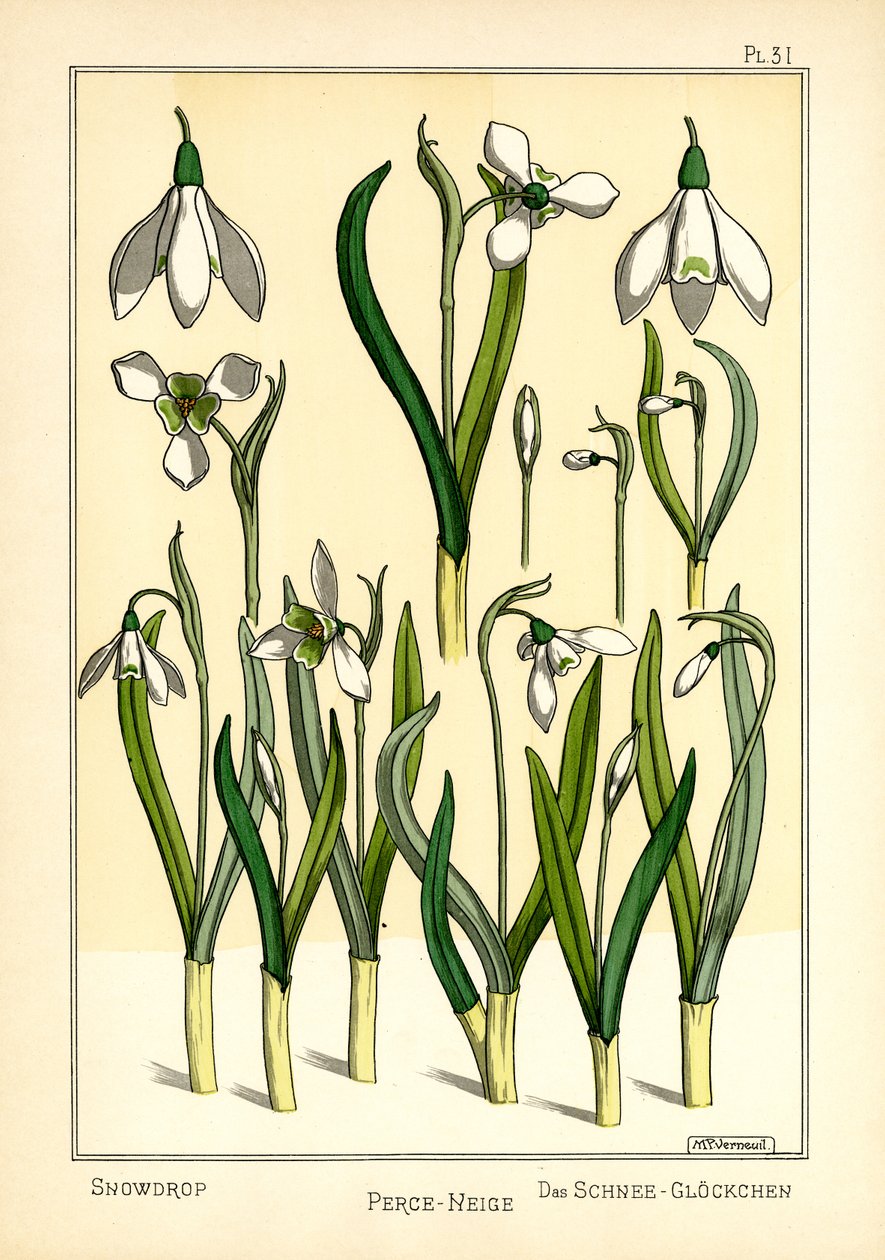 Snödroppe (färg litho) av Maurice Pillard Verneuil
