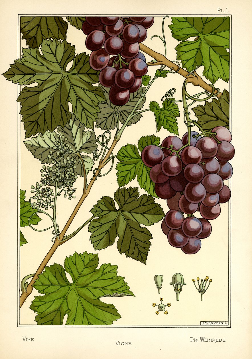The Vine (färg litho) av Maurice Pillard Verneuil
