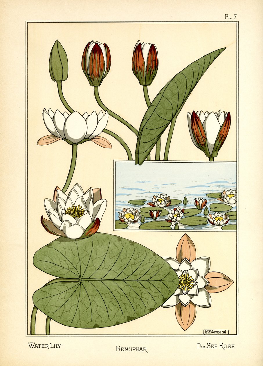 Näckrosen (färg litho) av Maurice Pillard Verneuil