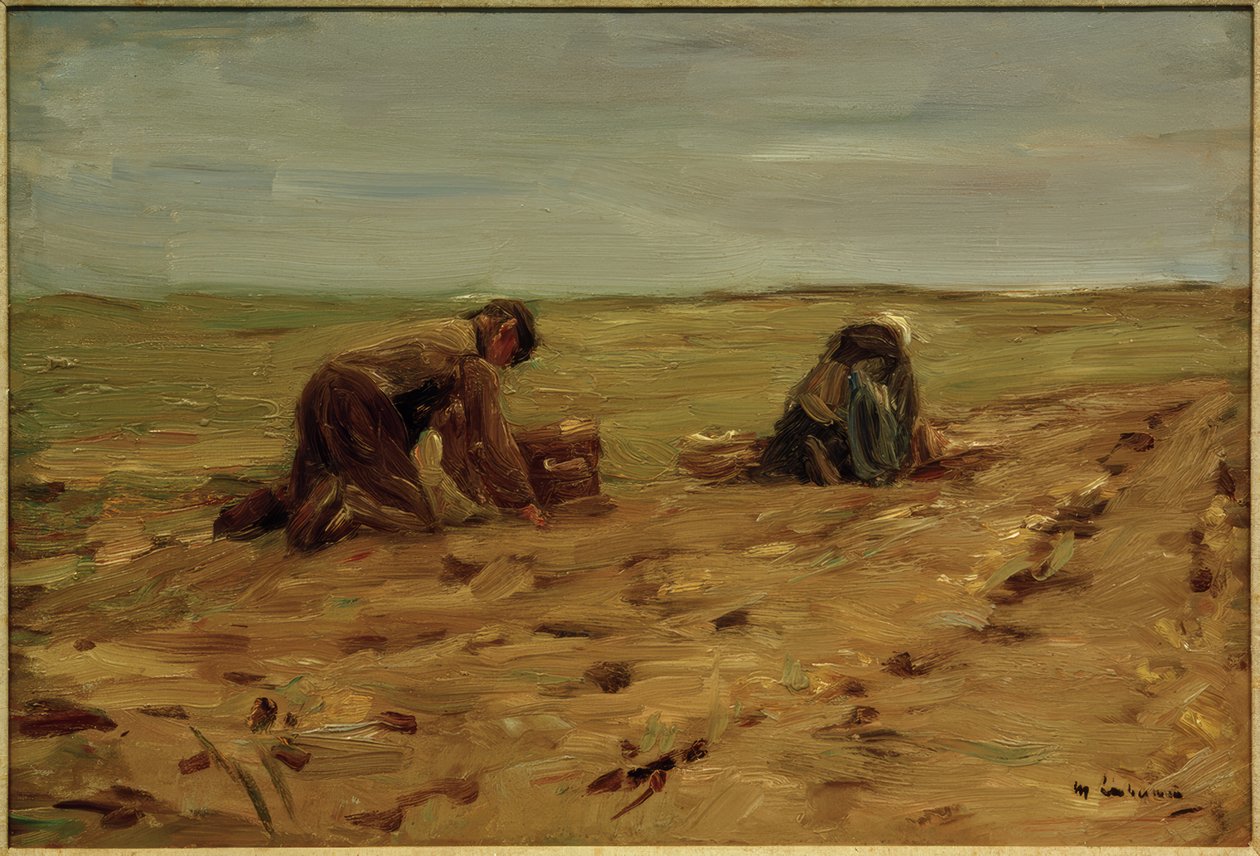 Potatisskörd i sanddynerna av Max Liebermann