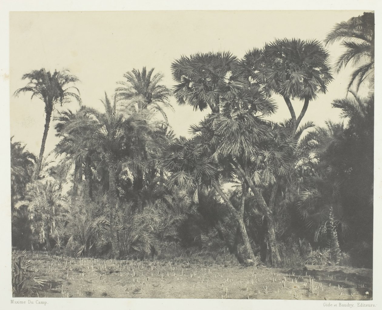 Trä av dadelpalmer och palmträd Doums, övre Egypten, 184951, tryckt 1852. av Maxime Du Camp