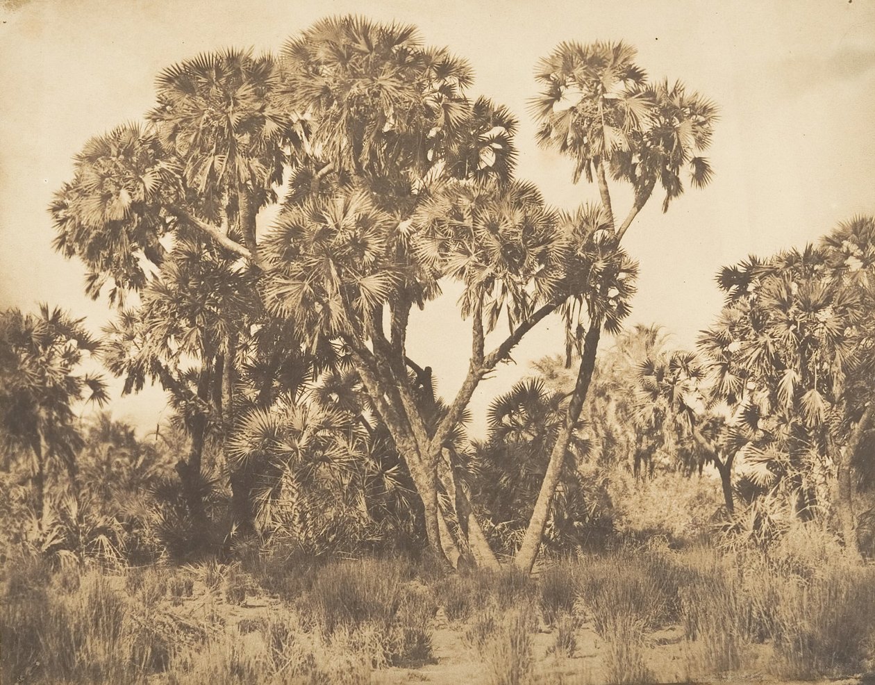Doum Palms vid Hamarneh, 1849-50. av Maxime Du Camp