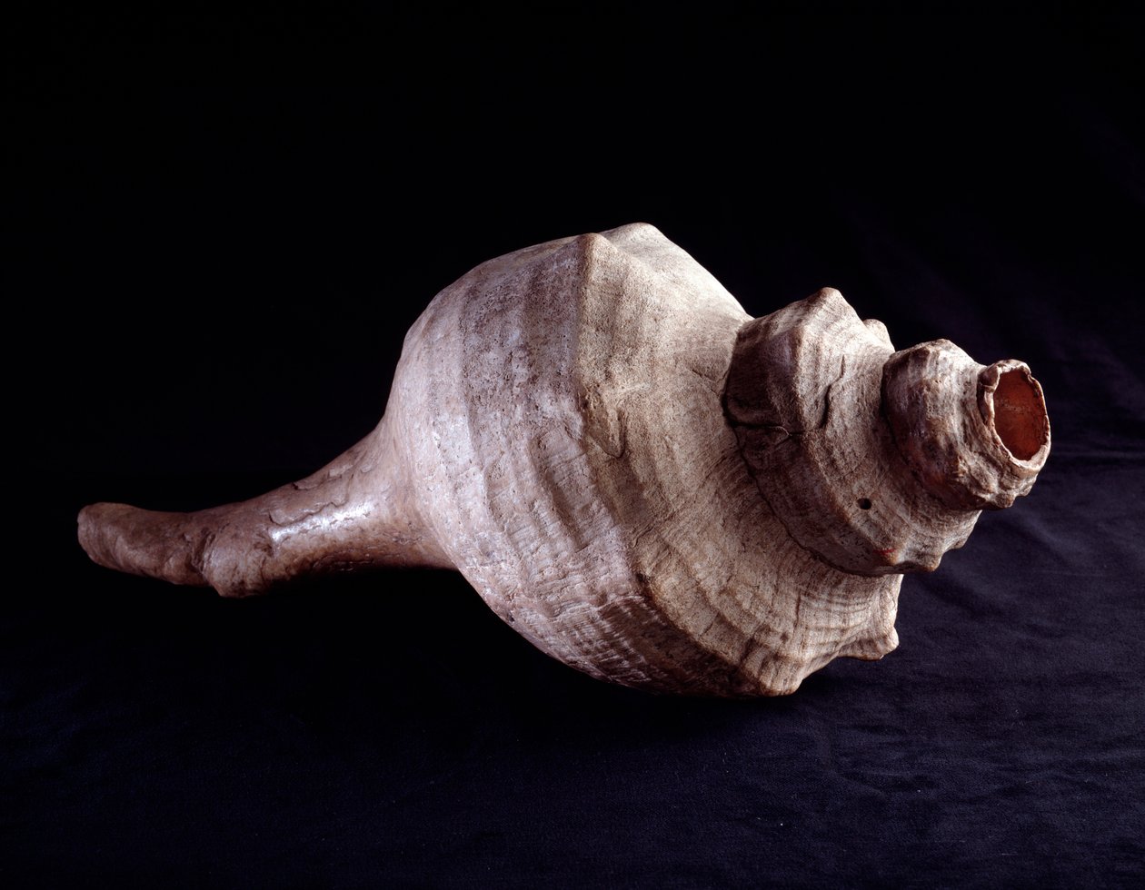 Precolombiansk konst, Mayacivilisation, klassisk period: snäckskal som används som musikinstrument (trumpet). från Uaxactun, Guatemala. Dämpa. 19,2x41,5 cm Guatemala, Museo Nazionale di Archeologia e Etnologia - Förcolumbiansk konst, Maya-civilisationen, K av Mayan Mayan
