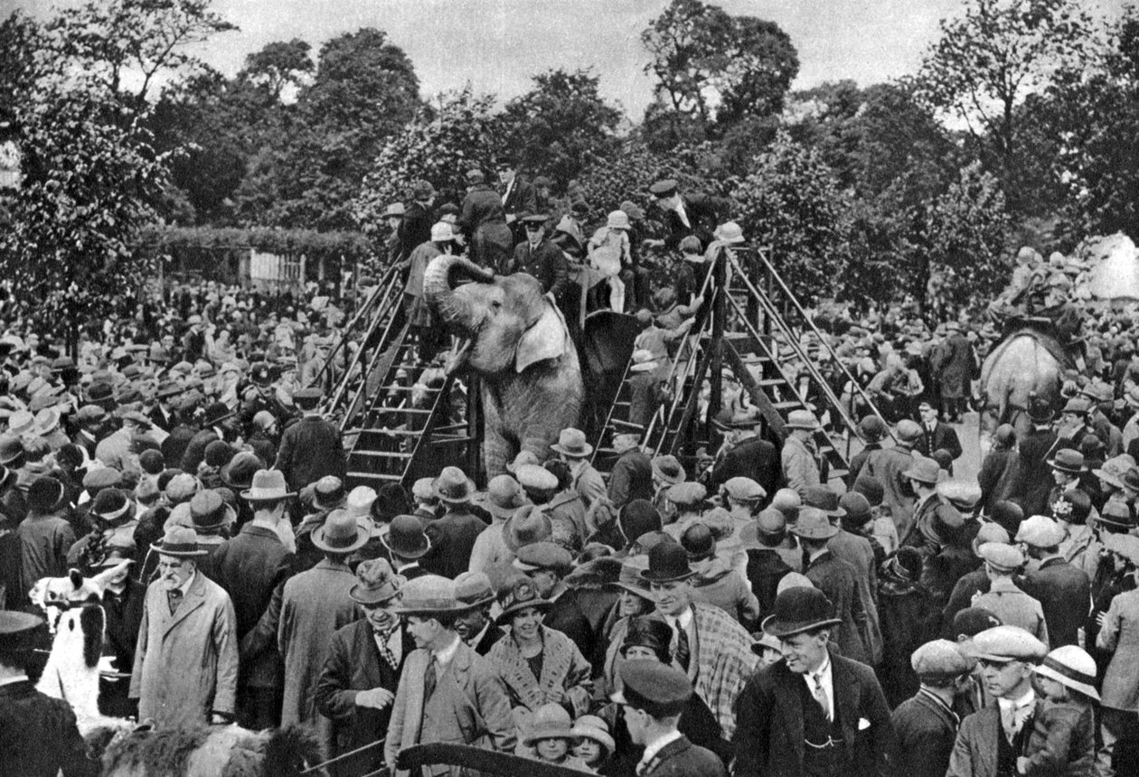 Elefantridning på London Zoo, 1926-1927 av McLeish