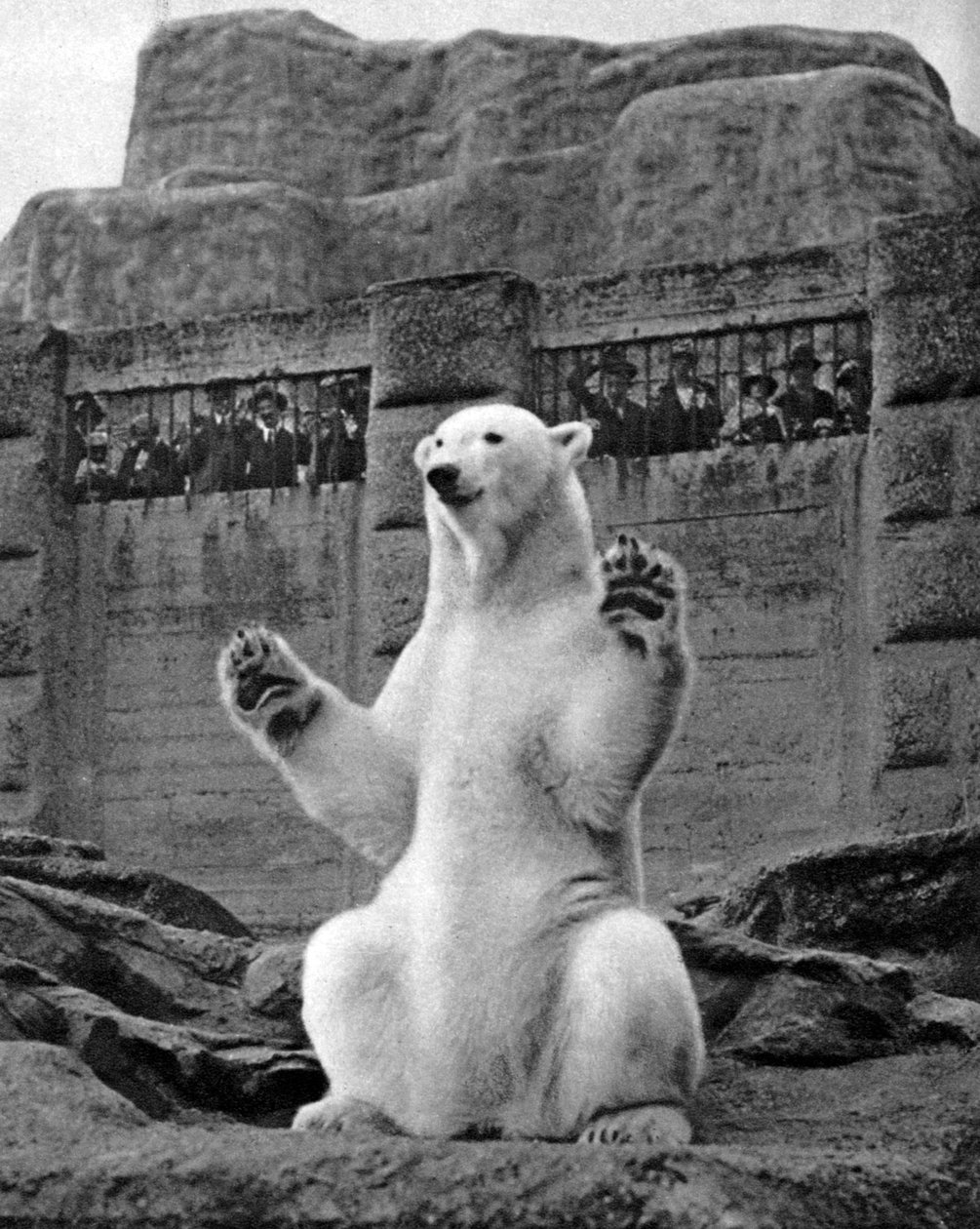Isbjörn på Mappin-terrassen vid London Zoo, 1926-1927 av McLeish