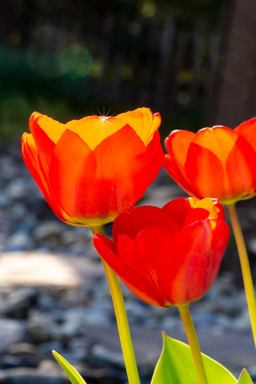 lysande TULIP av Melanie Hermine Lichterfeld