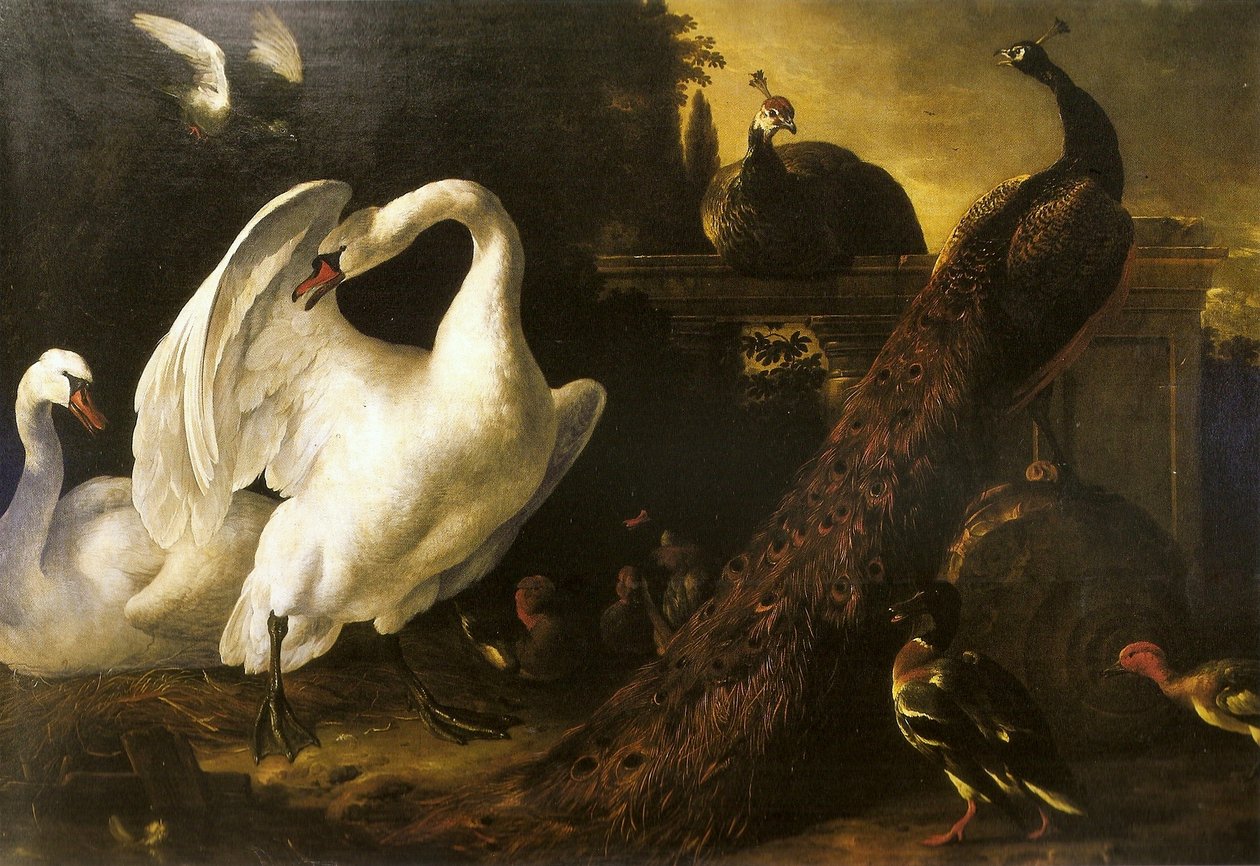 Swans and peacocks av Melchior de Hondecoeter