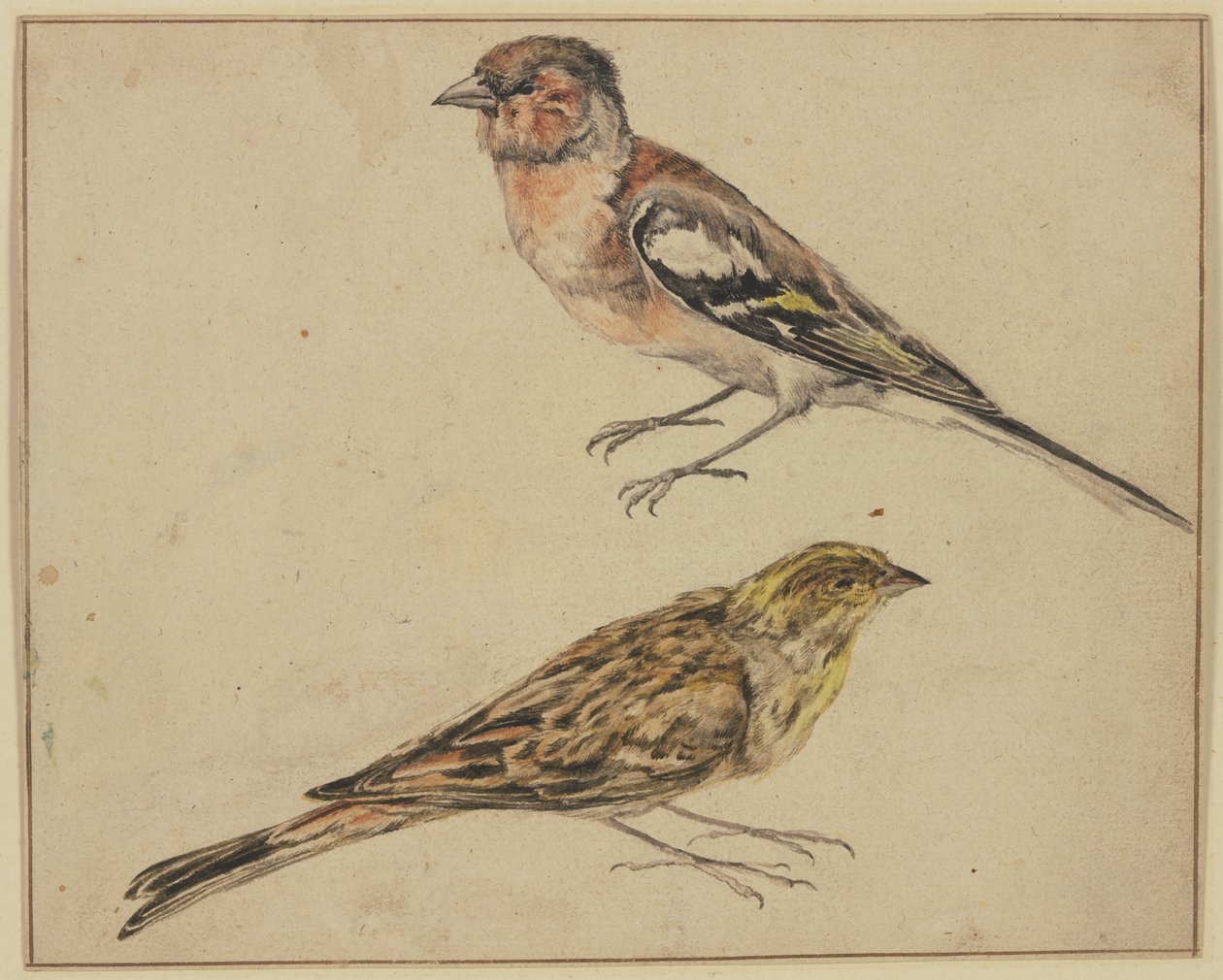 En steglits och en hämpling av Melchior de Hondecoeter