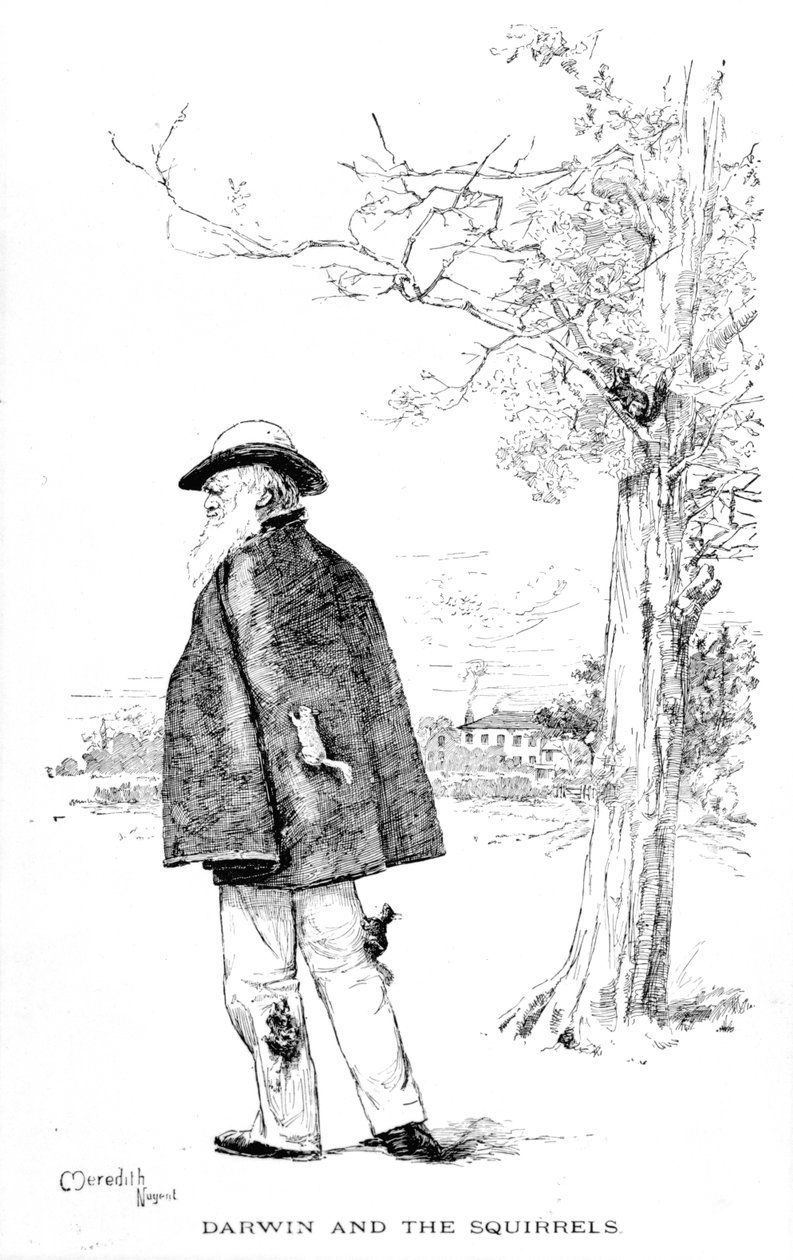 Darwin and the Squirrels, illustration från Charles Darwin, His Life and Work av Charles Frederick Holder, 1899 av Meredith Nugent