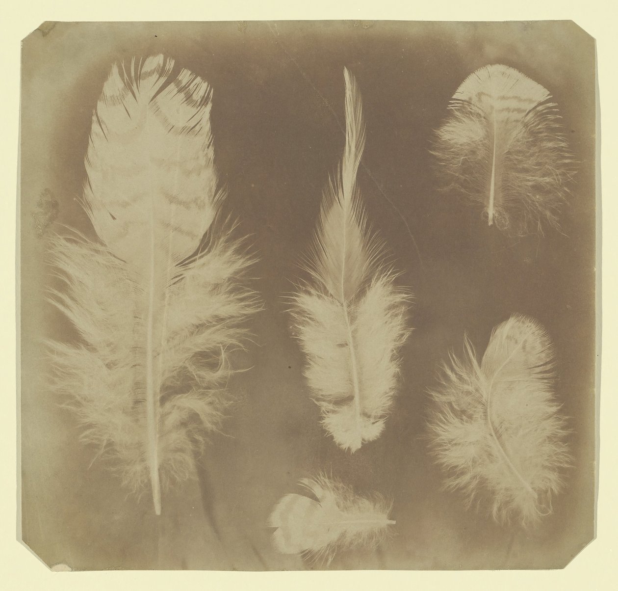 Kycklingfjädrar, ca. 1840. av Mervyn Herbert Nevil Story Maskelyne