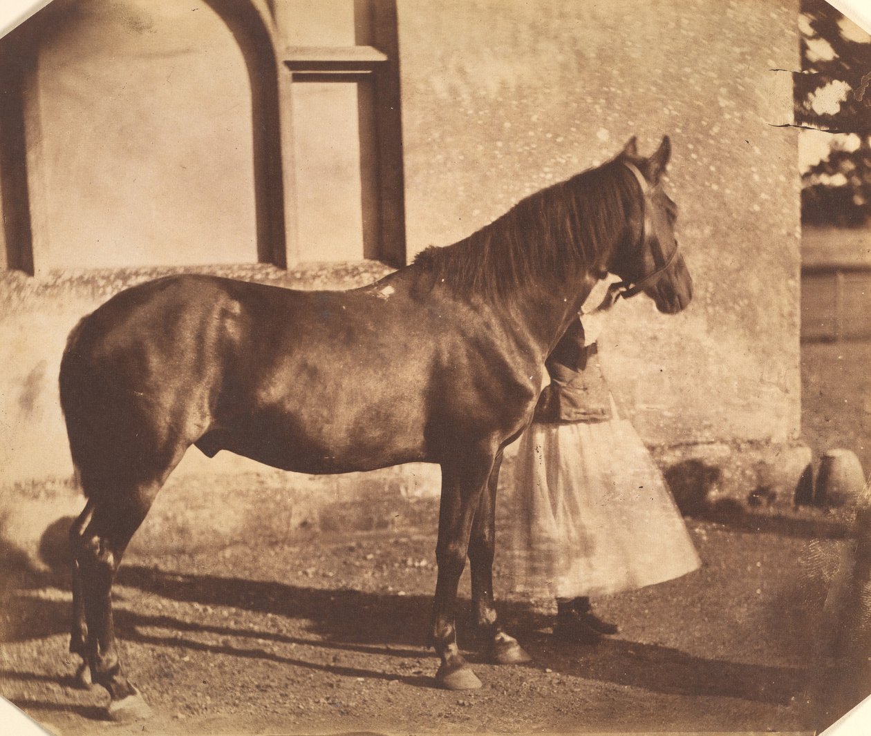 Sultan, mitten av 1850-talet. av Mervyn Herbert Nevil Story Maskelyne
