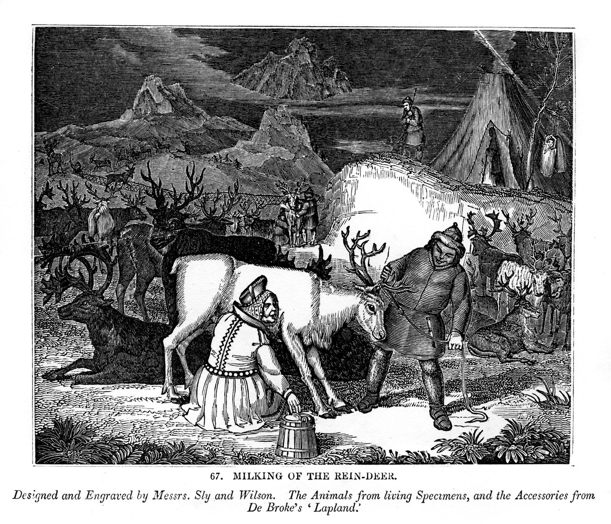 Renmjölkning, 1843 av Messrs Sly and Wilson