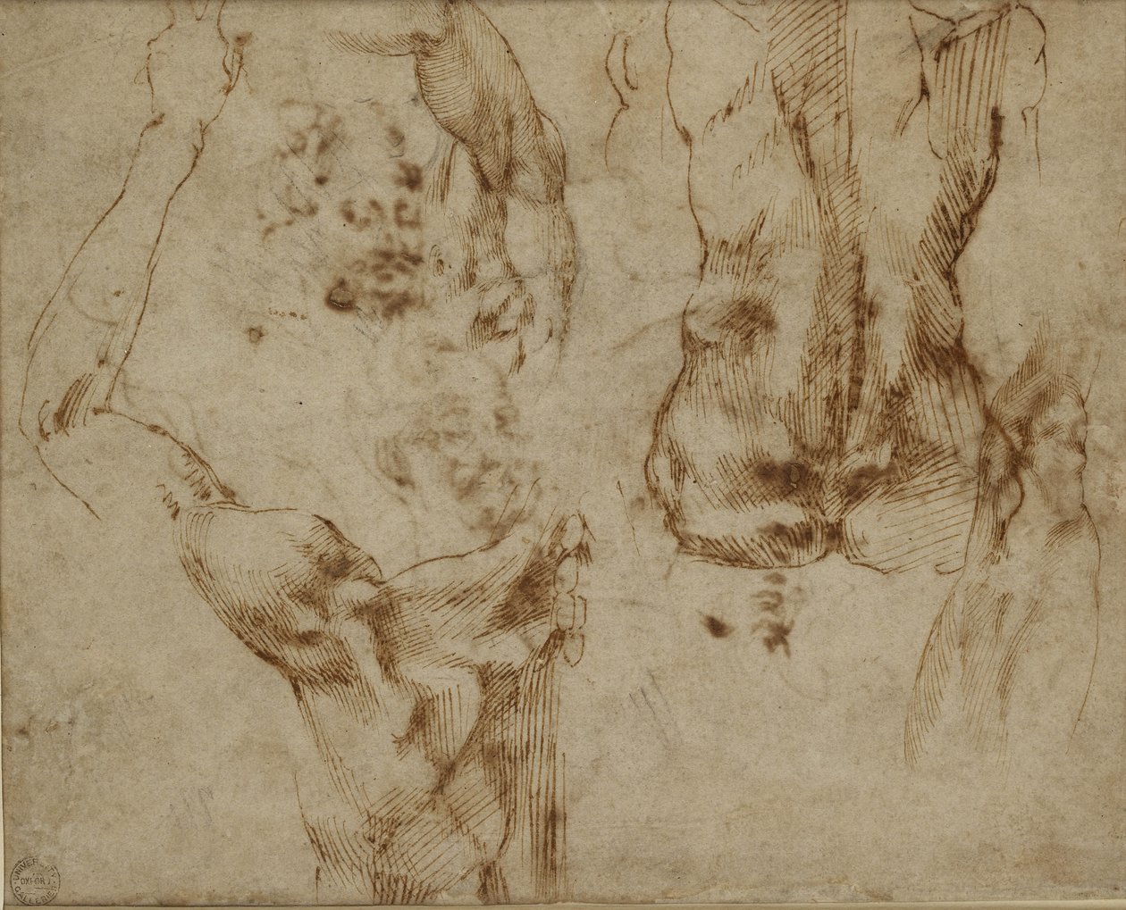 Studie av en rygg och en axel av Michelangelo Buonarroti