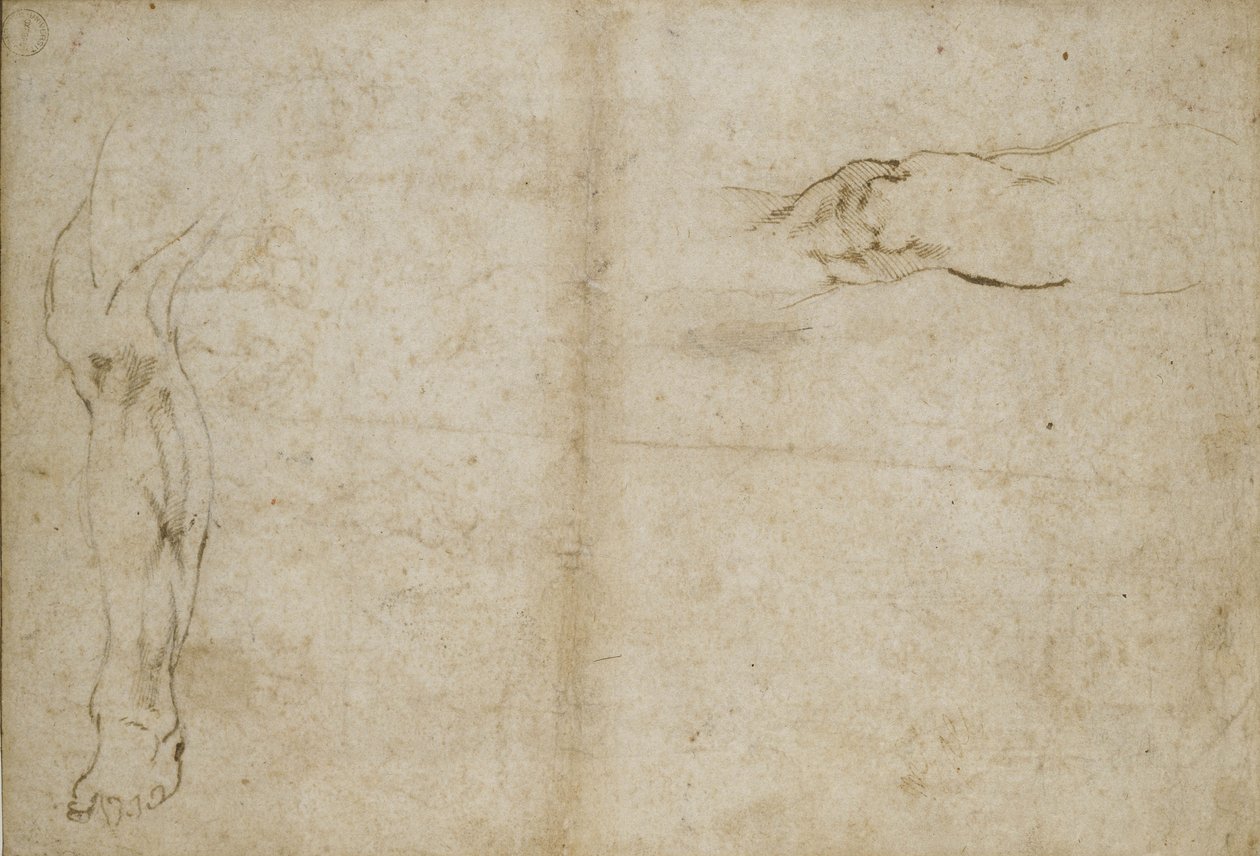 Studie av ett mänskligt ben, 1500-talet av Michelangelo Buonarroti