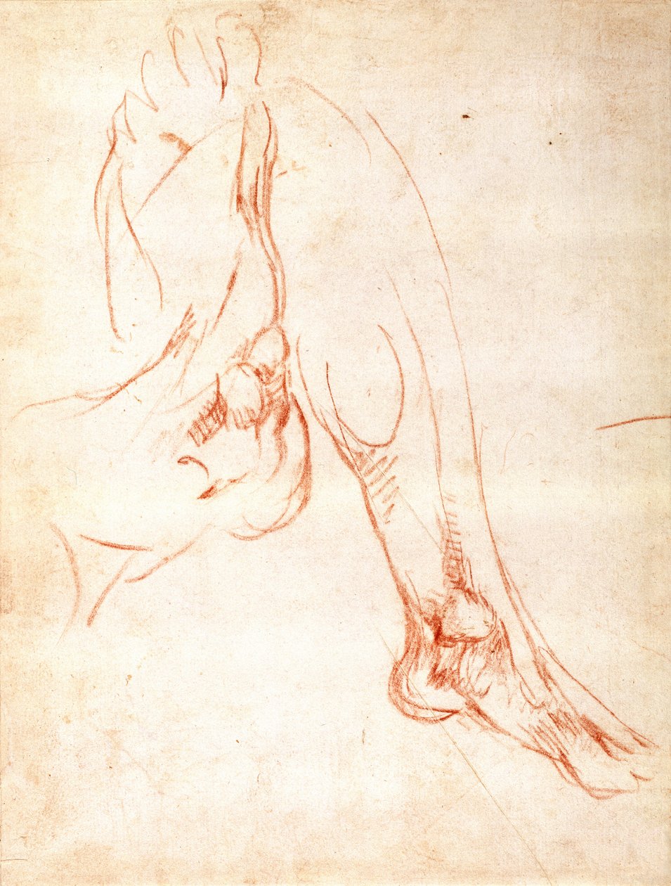 Studie av ett underben och en fot (rödkrita på papper) (recto) av Michelangelo Buonarroti