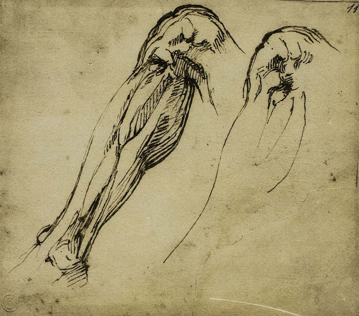 Anatomiska studier av ett ben, teckning av Michelangelo. Casa Buonarroti, Florens av Michelangelo Buonarroti