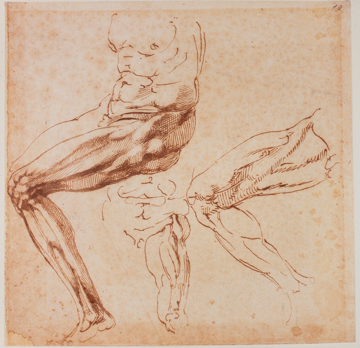 Studier av ben av Michelangelo Buonarroti