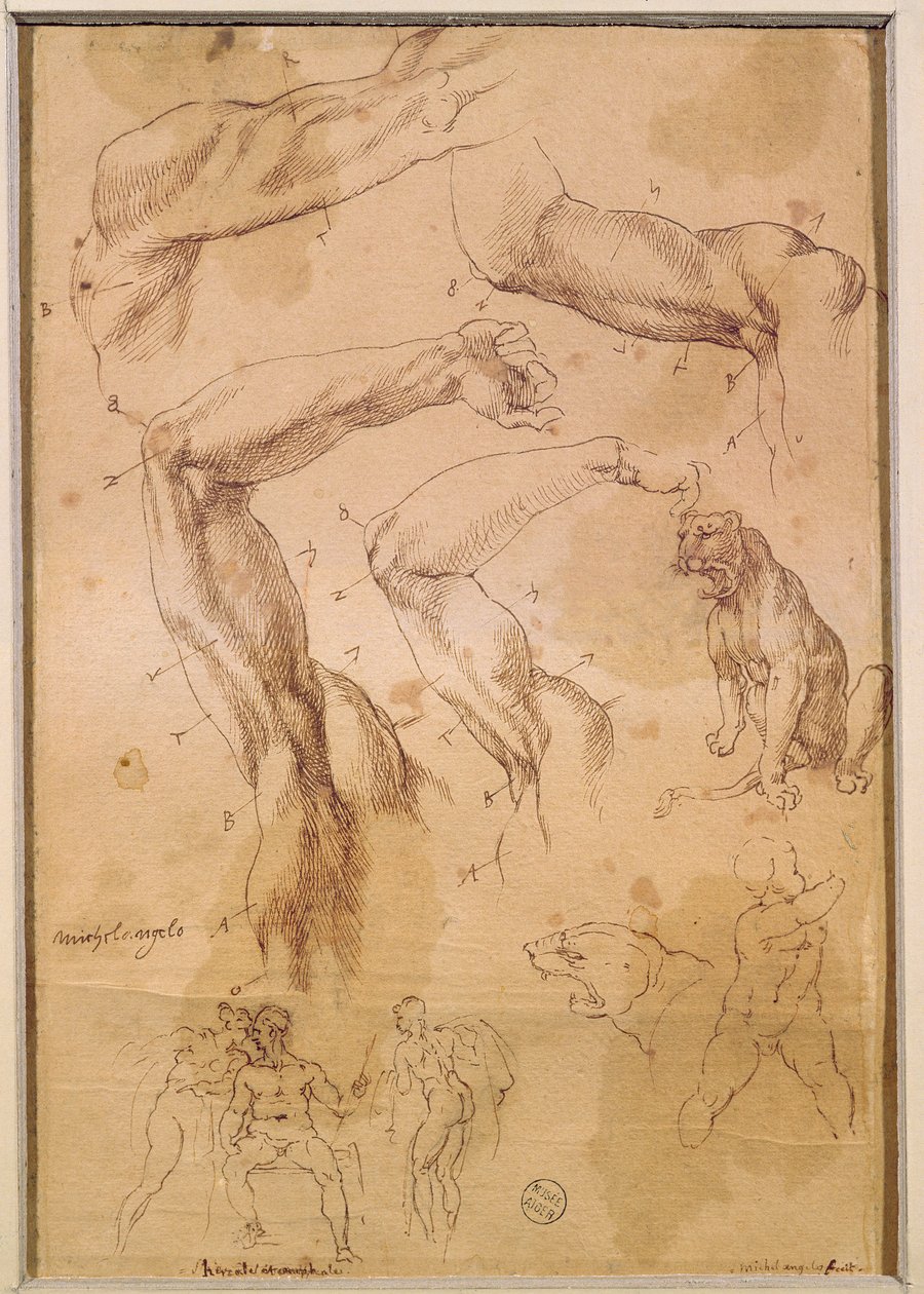 Ms H 184 fol.202 Studier av höjda armar, en vildkatt och en grupp figurer av Michelangelo Buonarroti