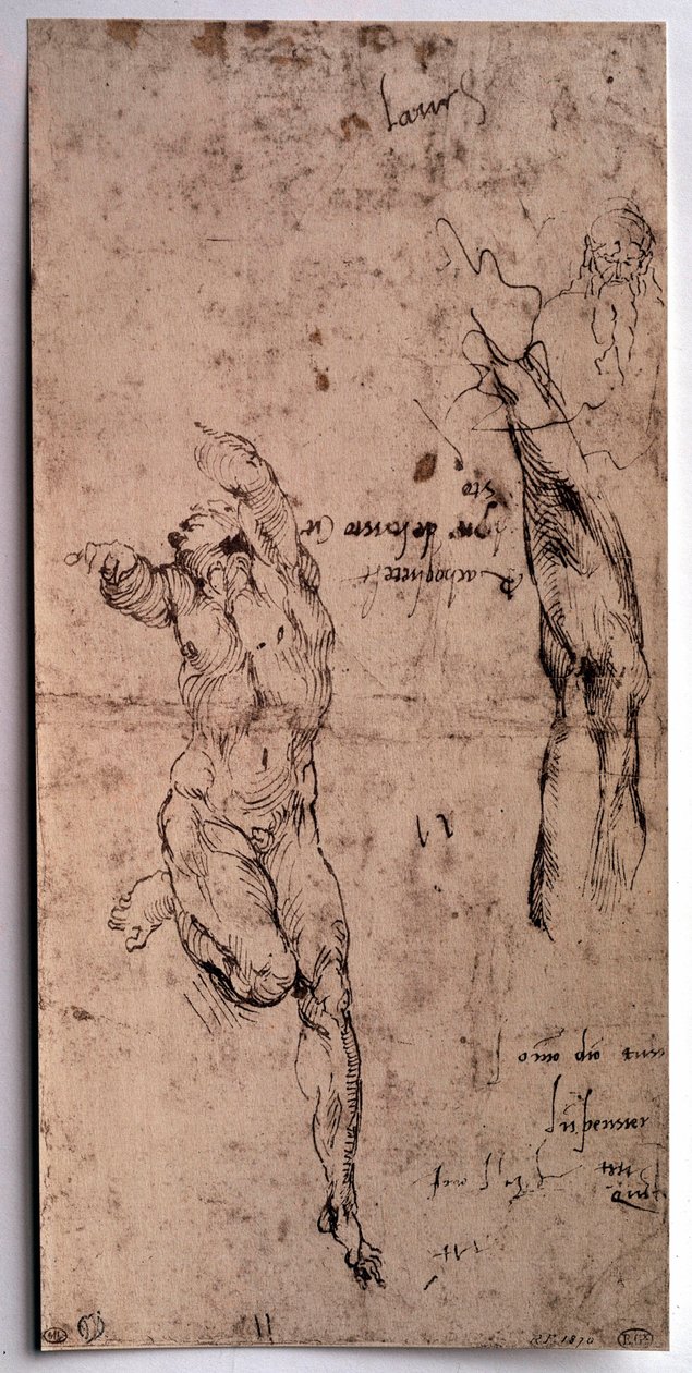Naken man, armstudie Teckning av Michelangelo Buonarroti dit Michelangelo (Michelangelo eller Michel Ange av Michelangelo Buonarroti