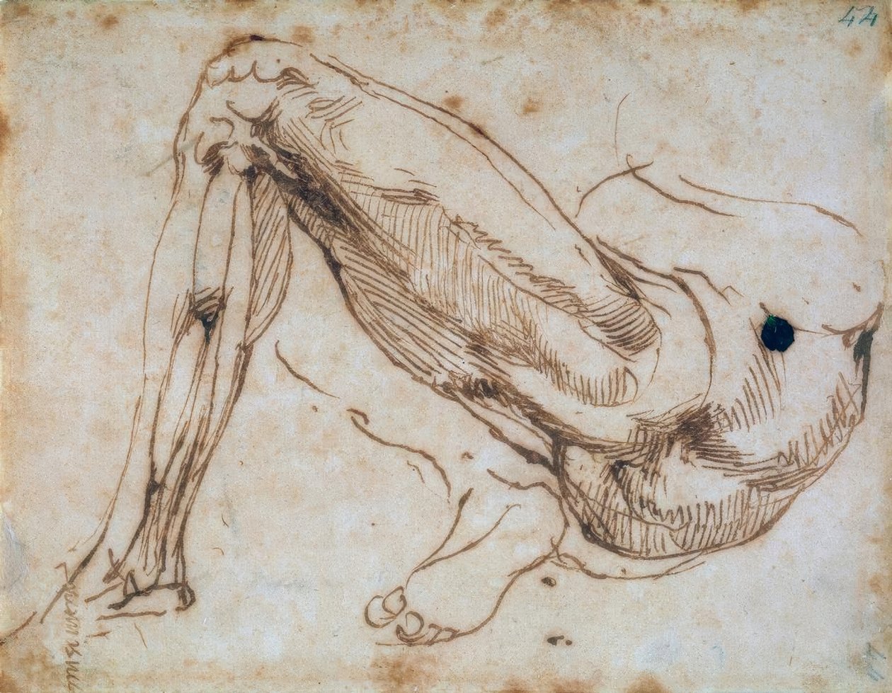 Studie av ett ben av Michelangelo Buonarroti