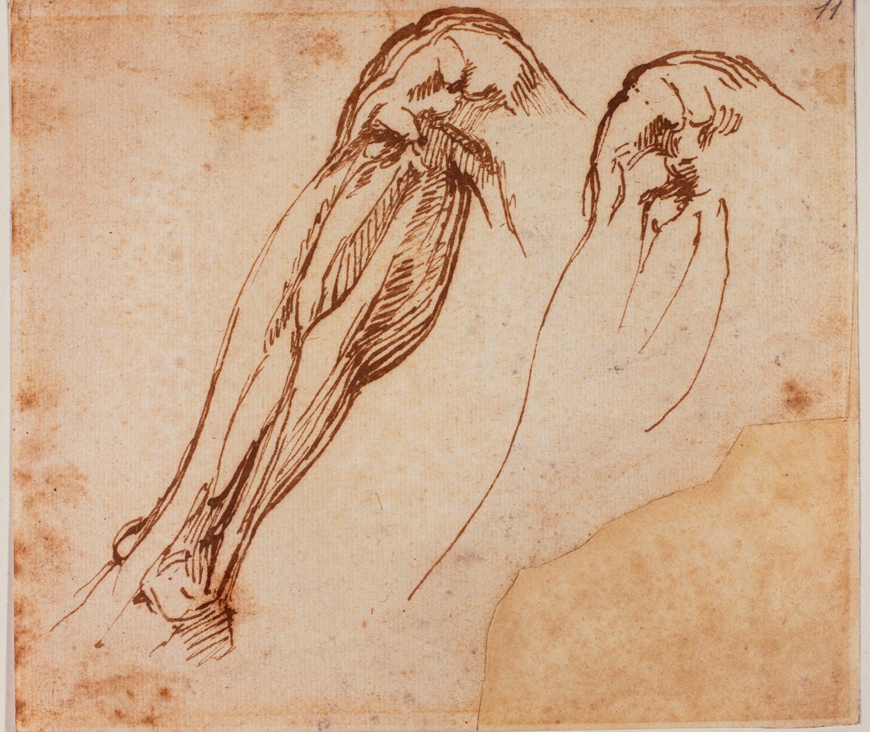 Två benstudier av Michelangelo Buonarroti